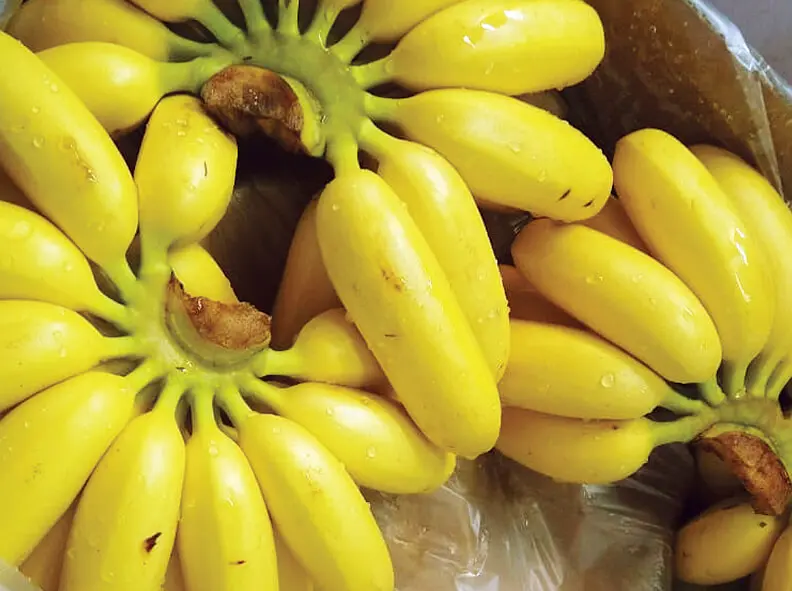 Baby Banana