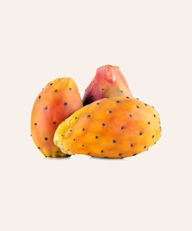 Fig Barbarie