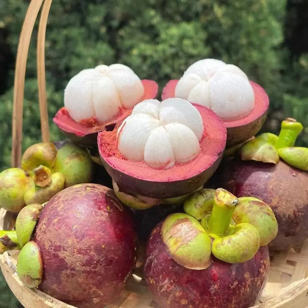 Mangostine