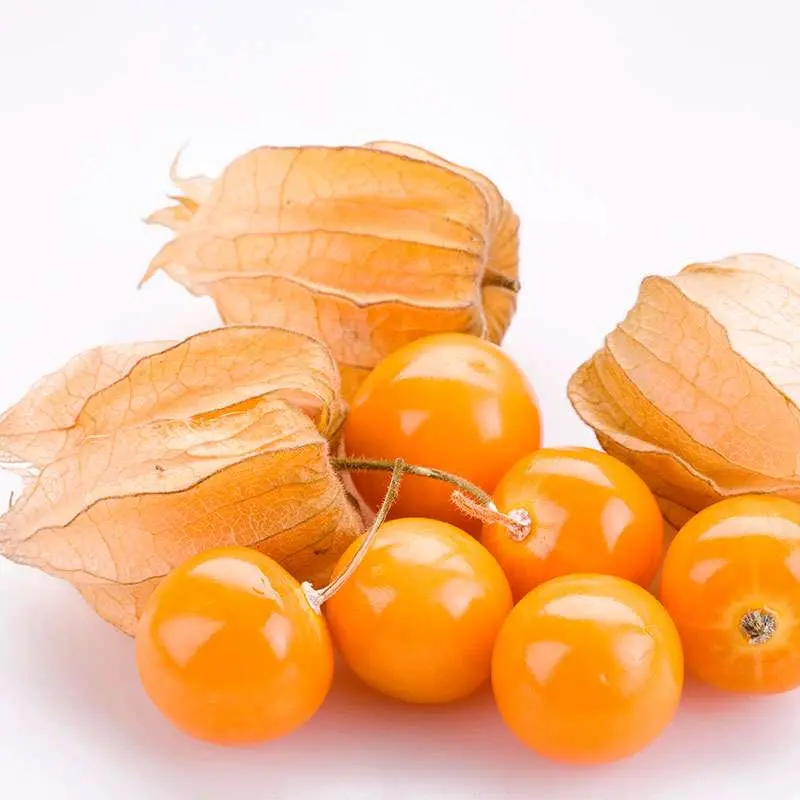 Physalis