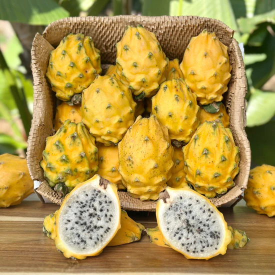 Yellow Pitahaya